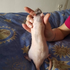 Image pour l'annonce Vends rats nus