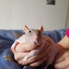Image pour l'annonce Vends rats nus