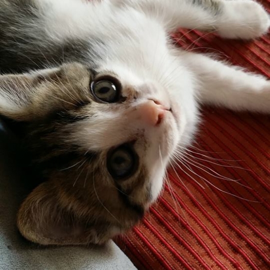 Image pour l'annonce Donne chaton