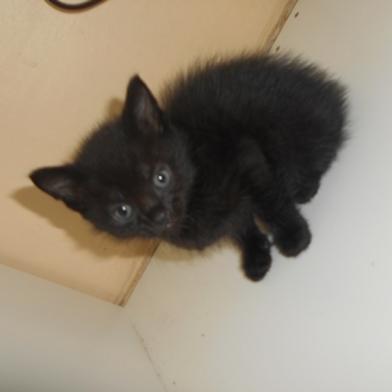 Image pour l'annonce urgent donne chatons