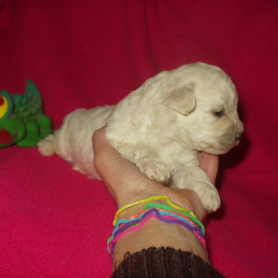 Image pour l'annonce A reserver BB Bichon Maltais