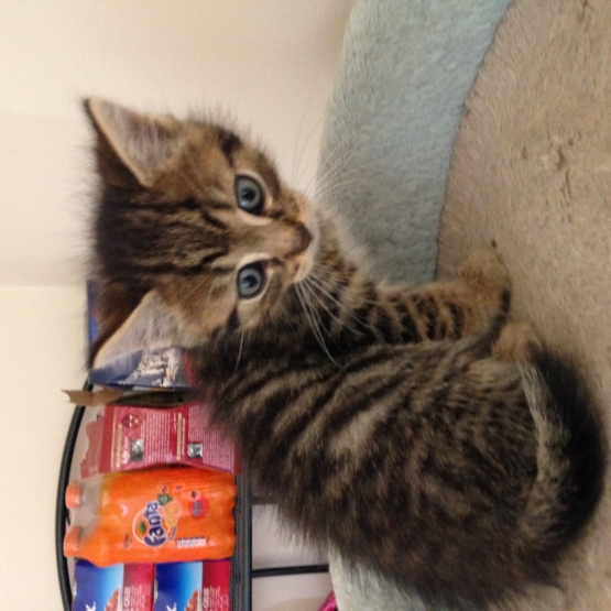 Image pour l'annonce chatons à donner