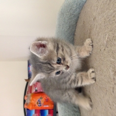 Image pour l'annonce chatons à donner