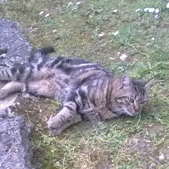 Image pour l'annonce Adorable petit chat né dans la rue à donner d'urgence