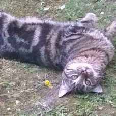 Image pour l'annonce Adorable petit chat né dans la rue à donner d'urgence