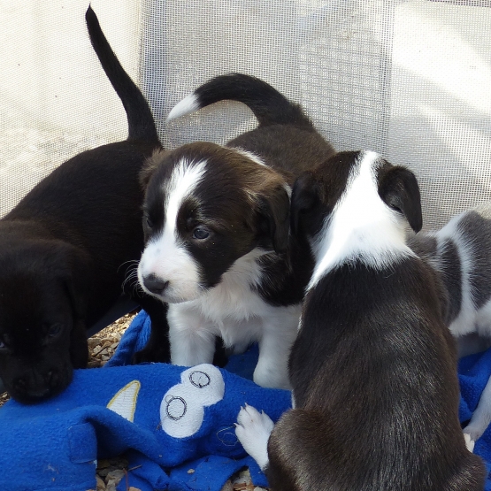 Image pour l'annonce Chiots hyper câlins à donner