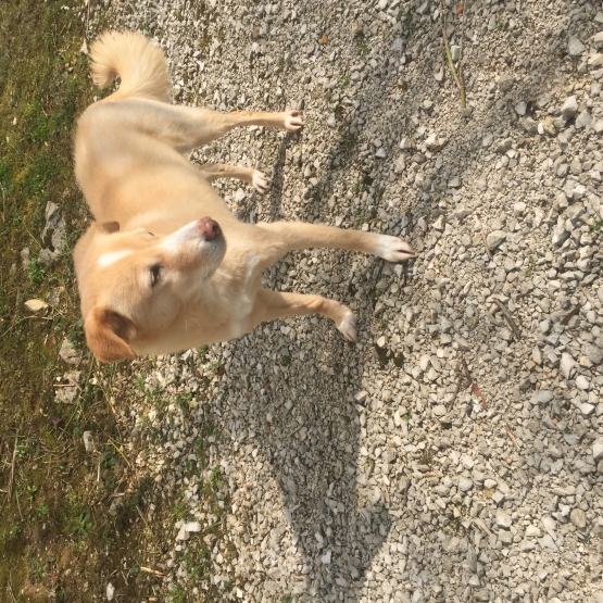 Image pour l'annonce Donne chien type Épagneul