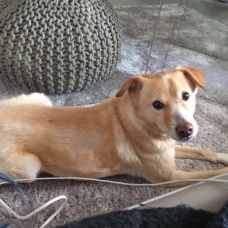 Image pour l'annonce Donne chien type Épagneul