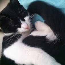 Image pour l'annonce Donne chat