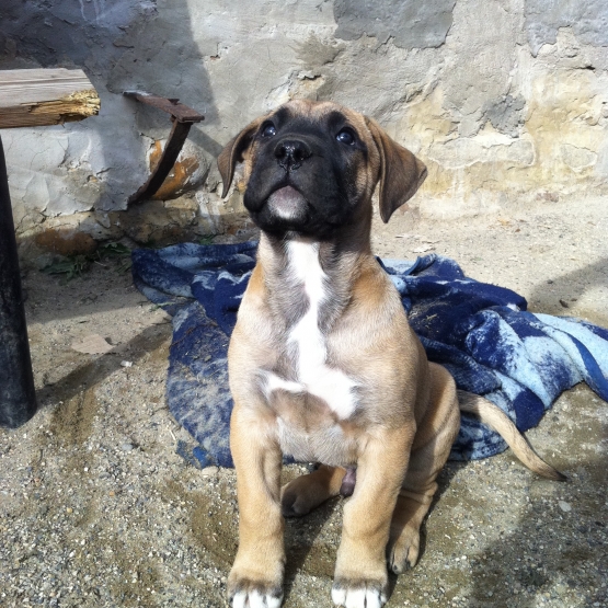 Image pour l'annonce CHIOTS DOGO CANARIO LOF