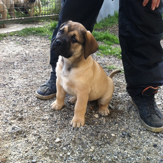 Image pour l'annonce Chiots dogo canario LOF a vendre