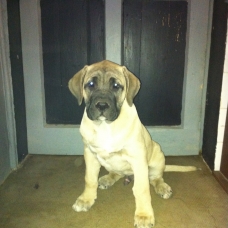 Image pour l'annonce Chiots dogo canario LOF a vendre