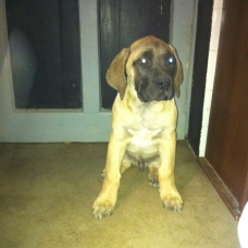Image pour l'annonce Chiots dogo canario LOF a vendre