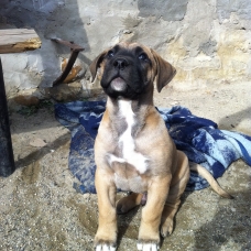 Image pour l'annonce Chiots dogo canario LOF a vendre