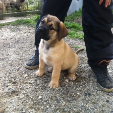 Image pour l'annonce Chiots dogo canario LOF a vendre