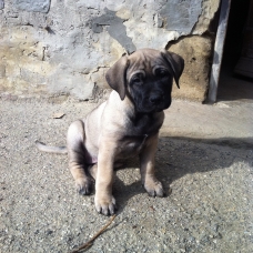 Image pour l'annonce Chiots dogo canario LOF a vendre