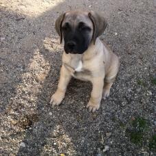 Image pour l'annonce Chiots dogo canario LOF a vendre