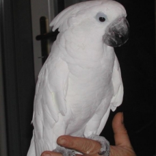 Image pour l'annonce Vend perroquet cacatoes alba