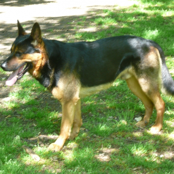 Image pour l'annonce Donne Berger Allemand croisé Malinois