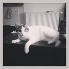 Image pour l'annonce Chat Blanc, castré, 5 ans, Très Propre
