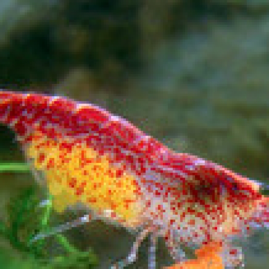 Image pour l'annonce vends guppys endler & crevettes red cherry