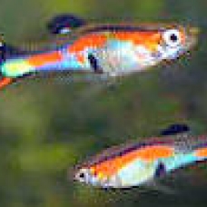 Image pour l'annonce vends guppys endler & crevettes red cherry