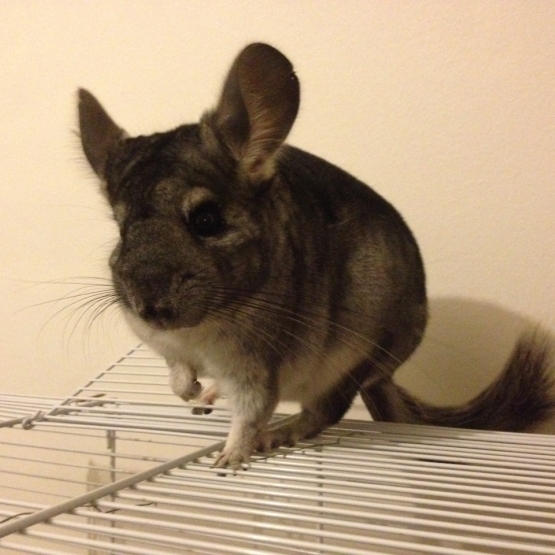 Image pour l'annonce Vends petite femelle chinchilla