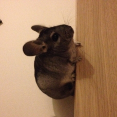 Image pour l'annonce Vends petite femelle chinchilla