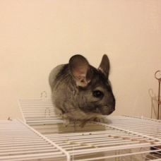 Image pour l'annonce Vends petite femelle chinchilla
