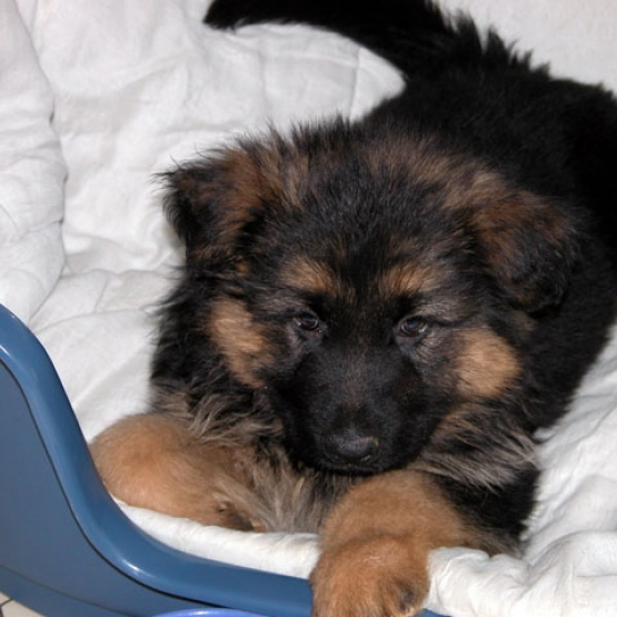 Image pour l'annonce Chiot Beger Allemand Femelle