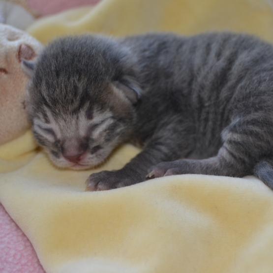 Image pour l'annonce Donne chaton ( à reserver)