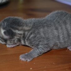 Image pour l'annonce Donne chaton ( à reserver)