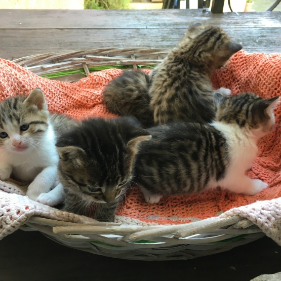 Image pour l'annonce Donne Chatons / type Européen