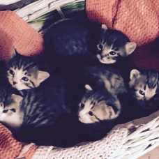 Image pour l'annonce Donne Chatons / type Européen