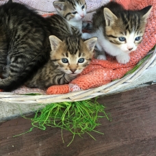 Image pour l'annonce Donne Chatons / type Européen
