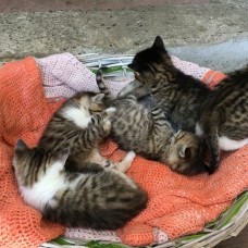 Image pour l'annonce Donne Chatons / type Européen