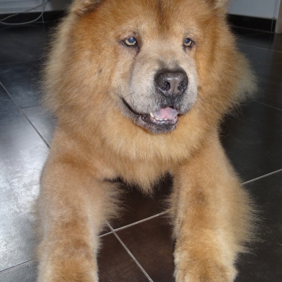 Image pour l'annonce Recherche saillie pour mon chow chow