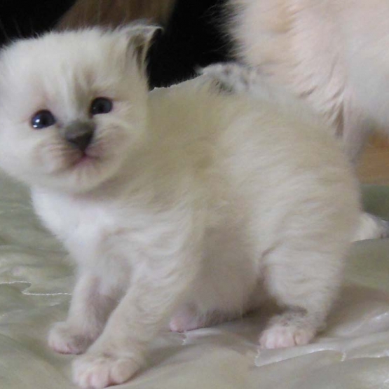 Image pour l'annonce Chaton Sacré de Birmanie LOOF, femelle blue point.
