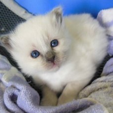 Image pour l'annonce Chaton Sacré de Birmanie LOOF, femelle blue point.