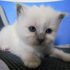 Image pour l'annonce Chaton Sacré de Birmanie LOOF, femelle blue point.