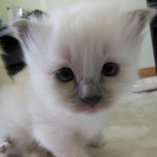 Image pour l'annonce Chaton Sacré de Birmanie LOOF, femelle blue point.