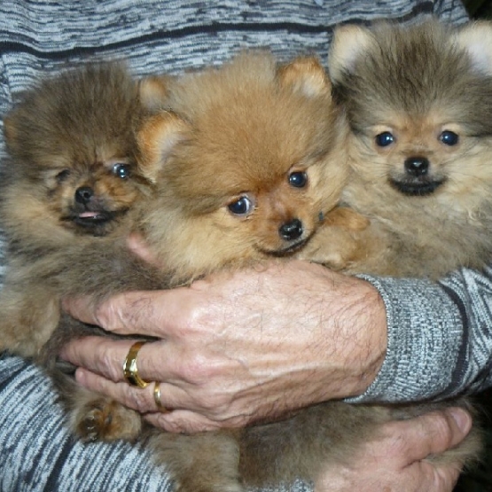 Image pour l'annonce A réserver beaux chiots Spitz Allemand LOF