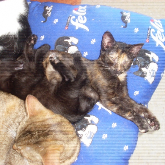 Image pour l'annonce CHATONS A DONNER