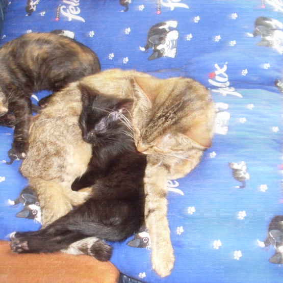 Image pour l'annonce CHATONS A DONNER