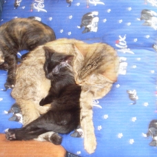 Image pour l'annonce CHATONS A DONNER