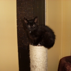 Image pour l'annonce CHATONS A DONNER