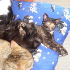 Image pour l'annonce CHATONS A DONNER