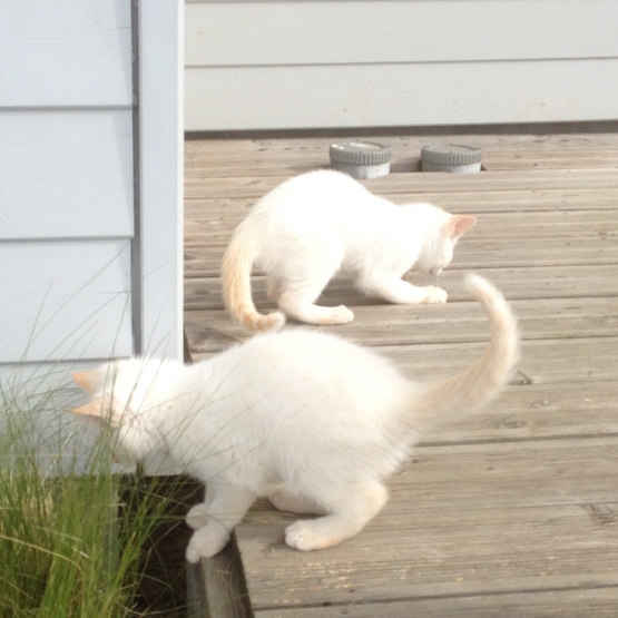 Image pour l'annonce Chatons à la recherche d'une famille