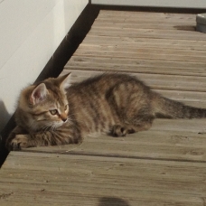 Image pour l'annonce Chatons à la recherche d'une famille