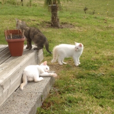 Image pour l'annonce Chatons à la recherche d'une famille